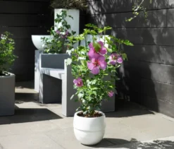 Hibiskusstrauch, groß
