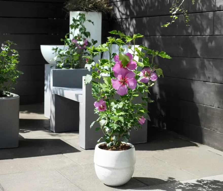 Hibiskusstrauch, groß