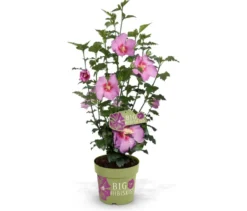 Hibiskusstrauch, groß