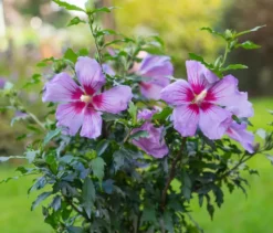 Hibiskusstrauch, klein