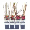 Himbeeren, 4er-Set