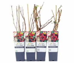 Himbeeren, 4er-Set