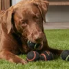 4 Hunde-Spielzeugbälle