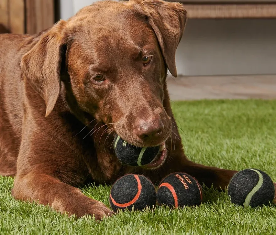 4 Hunde-Spielzeugbälle