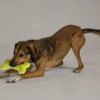 Hundespielzeug »Knochen«