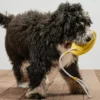 Hunde-Wurf-und-Wasserspielzeug