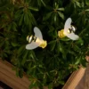 2 LED-Bienen