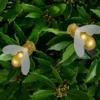 2 LED-Bienen