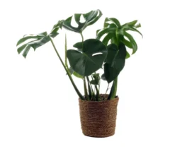 Monstera mit Übertopf