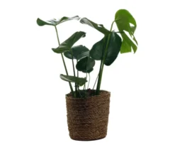 Monstera mit Übertopf