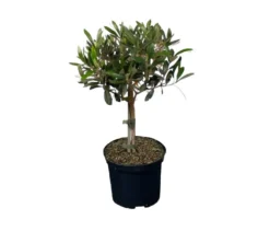 Olivenbaum