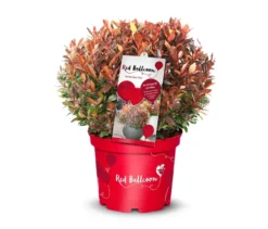 Photinia faseri »Red Ballcon«