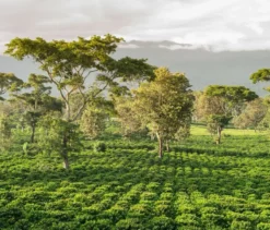 Qbo Caffè Crema Farmkaffee Machare - 8 Kapseln