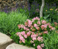 Rhododendron »Bloombux«