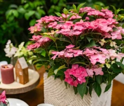 Rispenhortensie »Bloombuster pink«