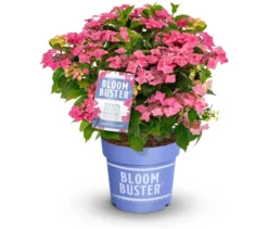 Rispenhortensie »Bloombuster pink«