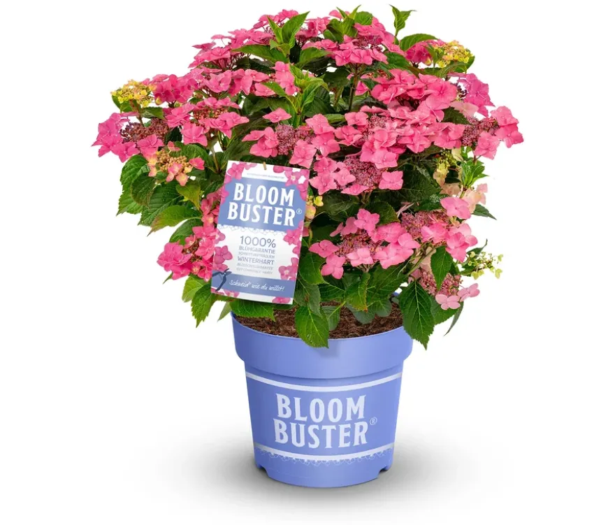 Rispenhortensie »Bloombuster pink«