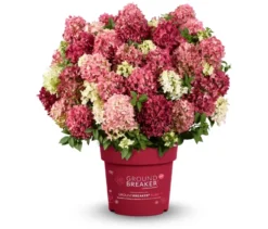 Rispenhortensie »Groundbreaker Ruby«