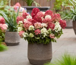 Rispenhortensie »Groundbreaker Ruby«