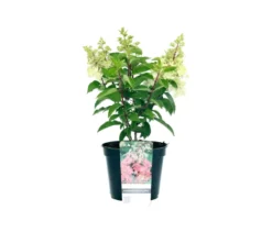 Rispenhortensie »Pinky Winky«