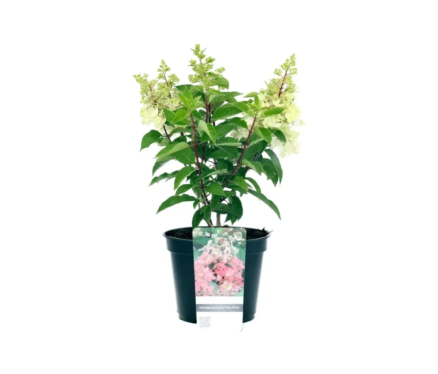 Rispenhortensie »Pinky Winky«