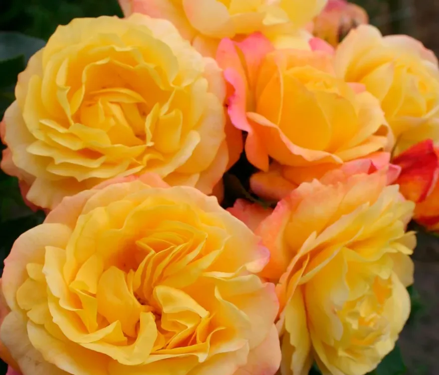 Rose der Hoffnung
