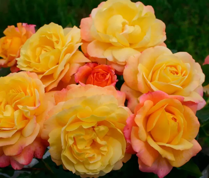 Rose der Hoffnung