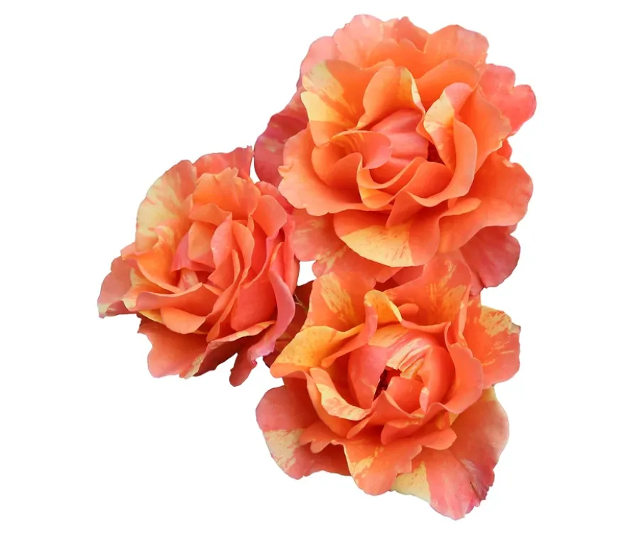 Rose »Lollipop«