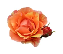 Rose »Lollipop«