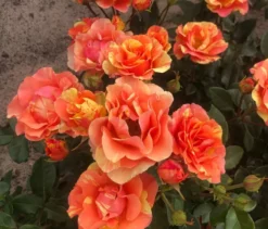 Rose »Lollipop«