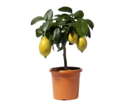 Zitronenbaum